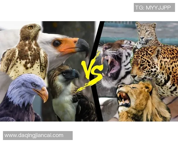 正视频播骑士与老鹰激战正酣谁能在赛场上笑到最后 正视频播骑士与老鹰激战正酣谁能在赛场上笑到最后